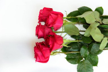 güzel kırmızı gül arka plan, 8 Mart kavramı