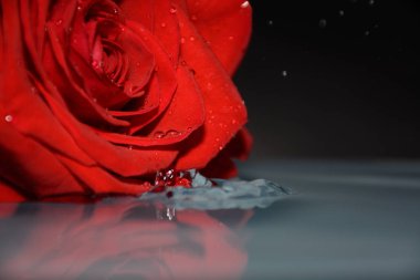 su arka planda, 8 Mart kavramı güzel kırmızı gül