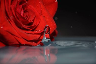 su arka planda, 8 Mart kavramı güzel kırmızı gül