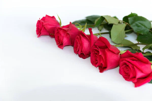 Красивый Красный Фон Розы Марта Концепции — стоковое фото