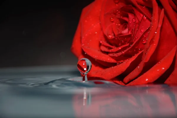 Rosa Roja Agua Limpia — Foto de Stock