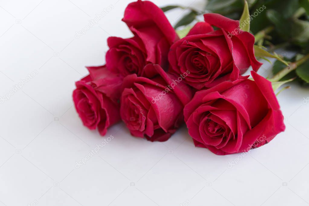 beautiful red roses background, 8 march concept