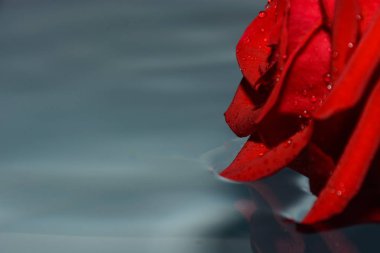 su arka planda, 8 Mart kavramı güzel kırmızı gül