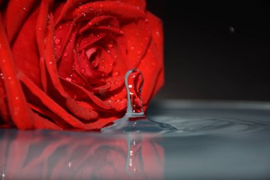 su arka planda, 8 Mart kavramı güzel kırmızı gül