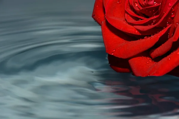 Rosa Roja Agua Limpia — Foto de Stock