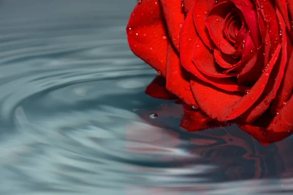 Rosa Roja Agua Con Gota Agua — Foto de Stock