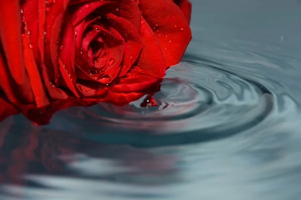 Red Rose Water Water Drop — Stock Photo, Image
