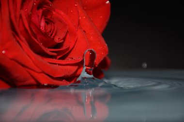 su damlaları yanında su kırmızı gül