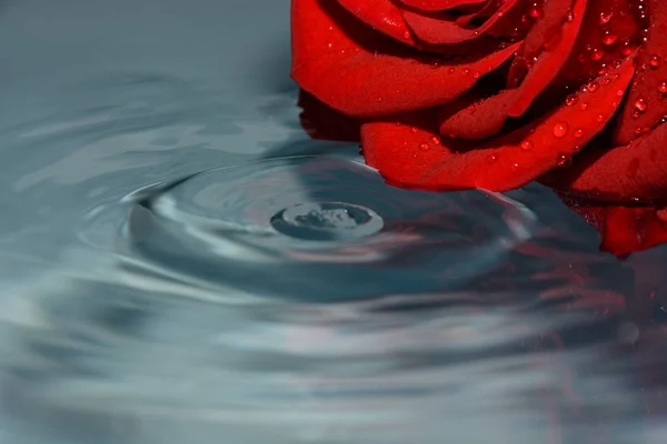 Czerwona Róża Wodzie Obok Krople Wody — Zdjęcie stockowe