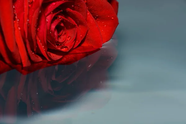 水の滴の横に水の赤いバラ — ストック写真