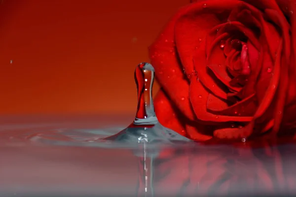 red rose in water beside drops of water