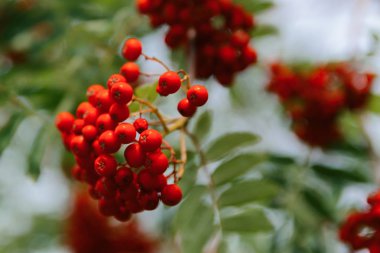 rowan ağacı üzerinde seçici odak