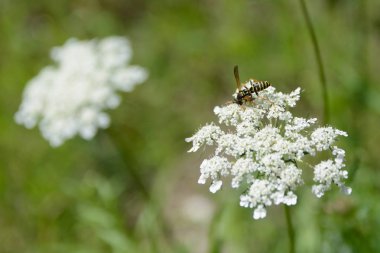 wasp çiçek yukarıda seçici odak