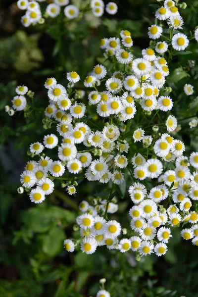 sweet little daisy closeup