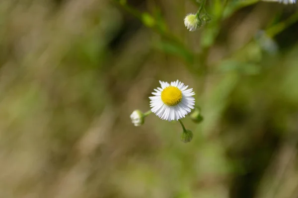 sweet little daisy closeup