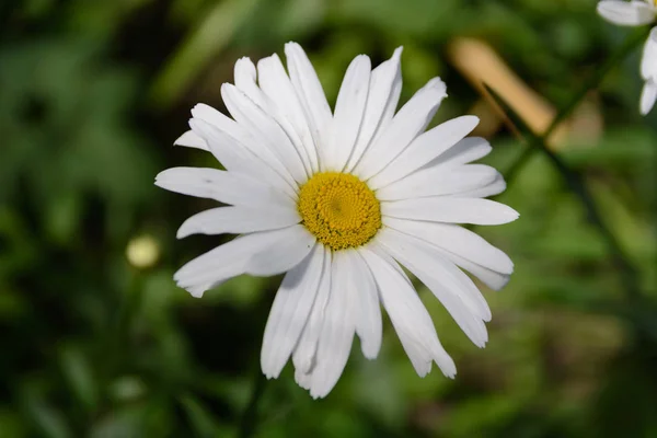 sweet little daisy closeup