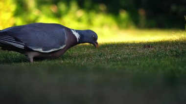 İngiliz güvercini çimenlikteki küçük yaban hayatı kuşu. Sıcak güneş ışığı altında.
