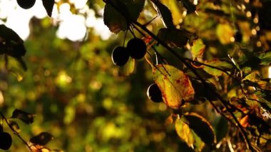 Sıcak güneş ışığında ağaç dallarından taze kırmızı kirazlar. 4k 'lık seçici odak noktasını kapat.