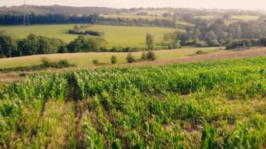 İngiliz kırsalındaki mısır tarlaları geniş 4k hava aracı seçici odak noktası