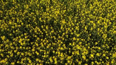 İngiliz kırsalındaki kolza tohumları geniş 4k hava aracı seçici odak noktası