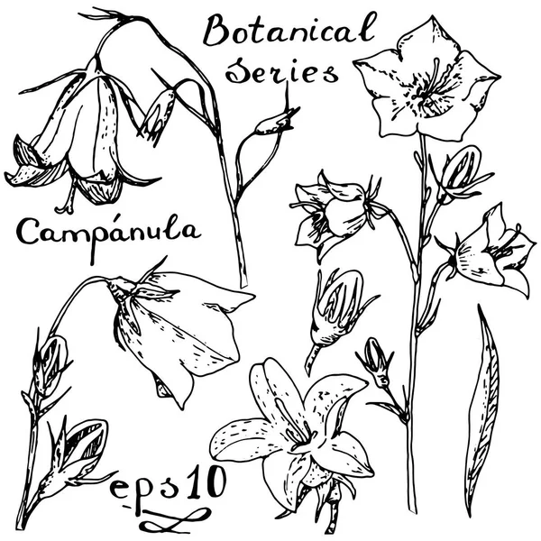 Campanula διάνυσμα. Βοτανικό σειρά. — Διανυσματικό Αρχείο