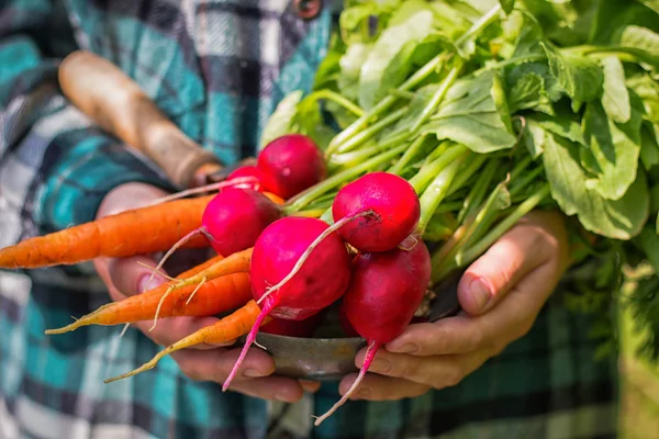Holding Harvest Fresh Vegetables Radishes Carrots — Stock Photo, Image