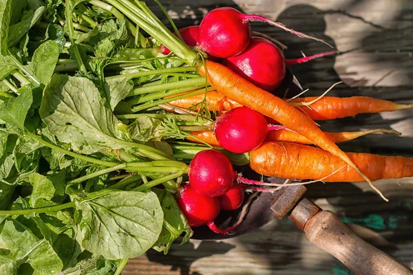 Plate with fresh harvest of radishes and carrots on a wooden bac — Stock Photo, Image