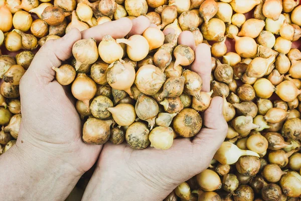 Pequeñas Cebollas Mano Para Plantar Jardín Preparación Para Plantación —  Fotos de Stock