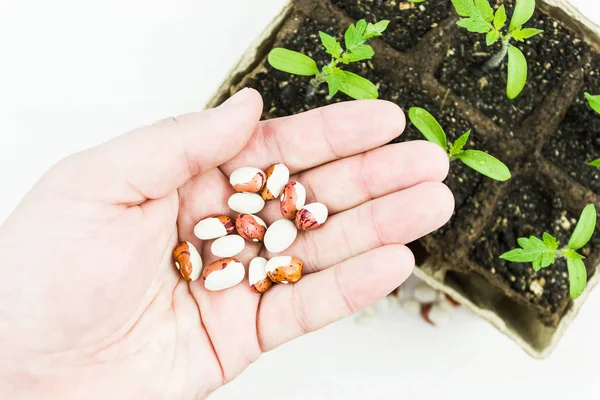 Bean seeds in hand over green seedling, gardening