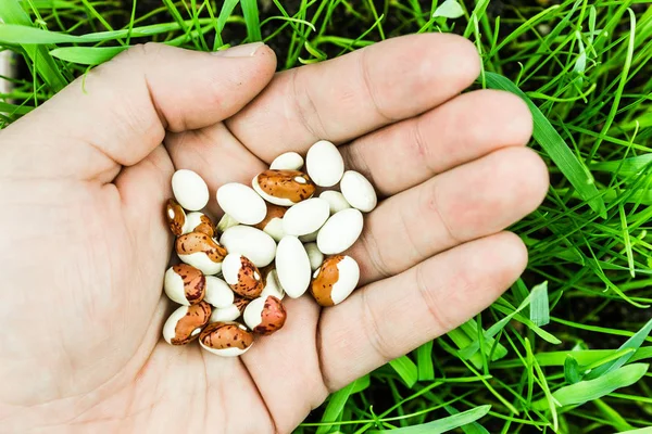 Bean seeds in hand over green seedling, gardening