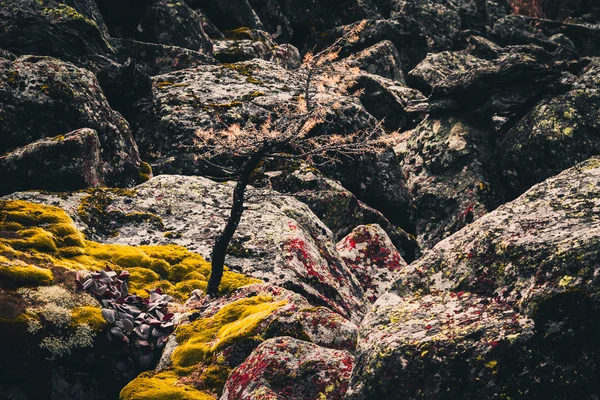 Piedras Grises Rocas Fondo Musgo — Foto de Stock