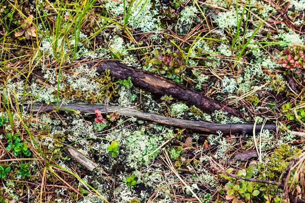 White Lichen Soil Pine Forest — Stock Photo, Image