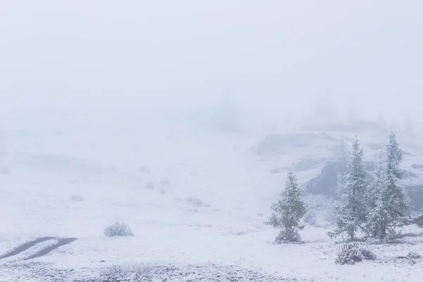 Schneebäume Nebel Mystische Atmosphäre Kopierraum Für Text — Stockfoto