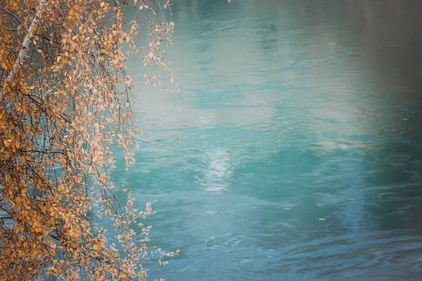 Ramas Con Hojas Amarillas Fondo Del Agua Azul Del Lago — Foto de Stock