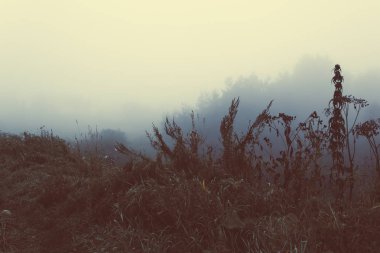 Sis orman, orman Sisli sabah. Mistik bir atmosfer.