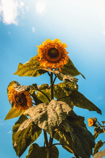 Flores Girassol Crescem Jardim Contra Céu Azul — Fotografia de Stock