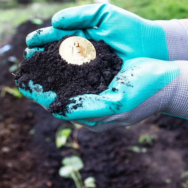 Bitcoin in the hands, a symbol of profit growth, wealth. Making money. Coin in garden gloves.