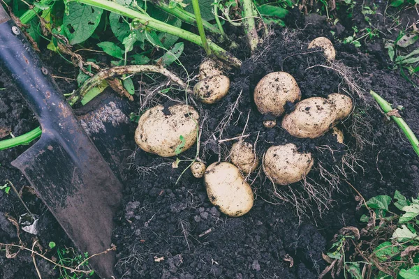 ジャガイモの収穫は 地面から掘ったジャガイモ シャベル — ストック写真