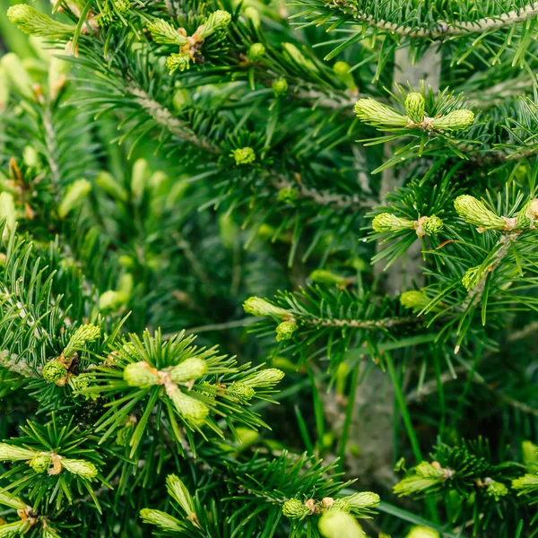 Υποκατάστημα Της Πράσινα Πεύκο Έλατο Τον Κέδρο Στο Δάσος — Φωτογραφία Αρχείου