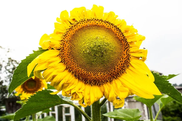 Zonnebloem Groeit Tuin Zomer Vrolijke Bloem Symbool Van Zon — Stockfoto