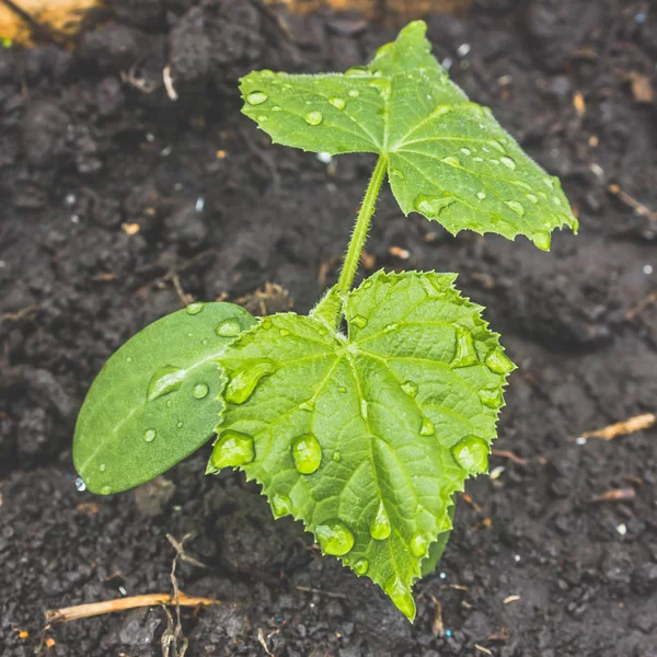 Young Cucumber Pumpkin Plants Grow Ground Green Leaves Dew Drop — Stock Photo, Image
