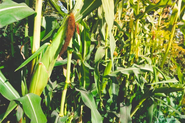 Ear of corn grows on plant. Corn lantation, farmer grows corn