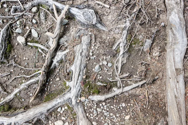 Vecchie Radici Albero Come Sfondo — Foto Stock