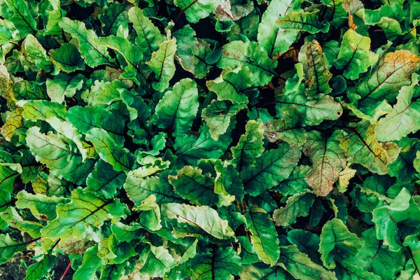 ビートの葉は 庭で育ちます ガーデニング 野菜を栽培します 菜食主義 健康食品 — ストック写真