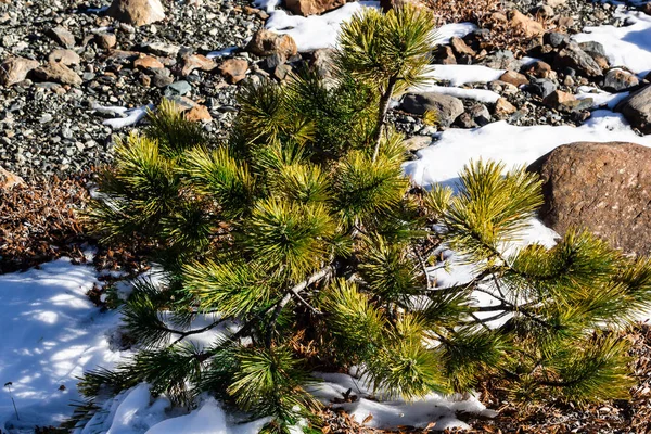 山坡上的雪的背景上的松树分枝 — 图库照片
