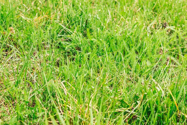 Летняя Зелень Трава Фон — стоковое фото