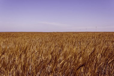 Alan buğday kulaklı. Çiftçiler tarafından büyüyen hububat ürünleri.