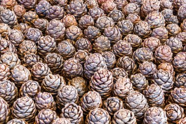 Arka plan olarak sedir kozalakları