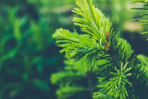 Zweige Von Kiefern Fichten Oder Zedern Wald — Stockfoto