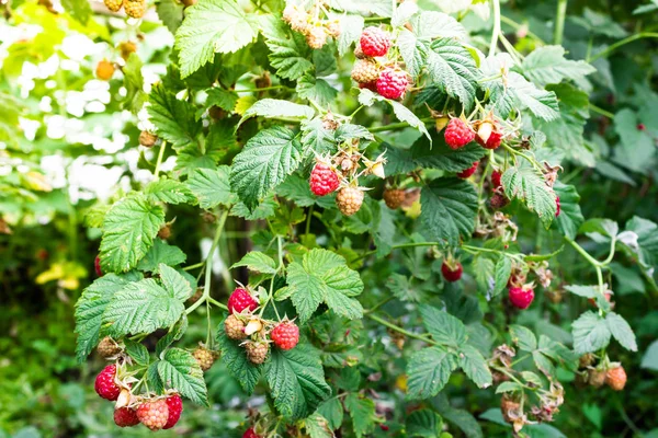 Fresh raspberries grow on green tree in garden